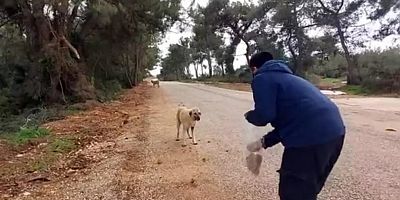 Araştırmacı Hacı Ahmet Ünlü Sokak Hayvanları İçin Çalışıyor